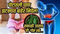 पोटात साचलेली घाण झटक्यात बाहेर निघेल! सकाळी रिकाम्या पोटी फक्त ‘या’ प्रकारे खा कढीपत्ता; आतड्यातील सगळी घाण होईल साफ…