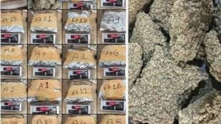mumbai airport hydro cannabis worth crore seized