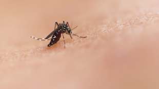 dengue prevention