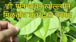 दररोज सकाळी फक्त ‘ही’ पानं चावून खा, शरीराला मिळतील जबरदस्त फायदे