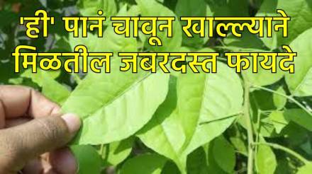 बेल पानं चावून खाल्ल्यावर बघा शरीराला कसा होतो फायदा... बेल पानं चावून खाल्ल्यावर बघा शरीराला कसा होतो फायदा...