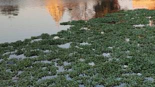Vasai Virar Polluted Pond