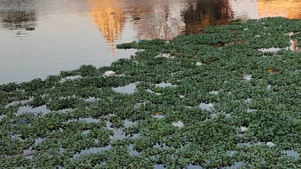 Vasai Virar Polluted Pond Vasai Virar Polluted Pond