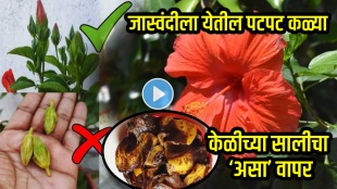 Jaswand flower growing tips banana peel chai power khat for jaswandi hibiscus flower khat at home fertilizer