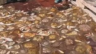 Vasai Virar fishermen crisis