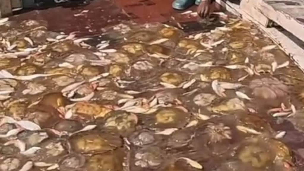 Vasai Virar fishermen crisis