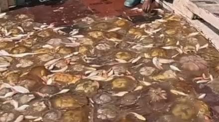 Vasai Virar fishermen crisis Vasai Virar fishermen crisis