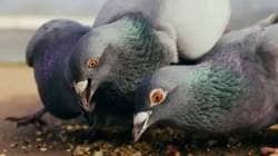 Mumbai kabutar khana: चार नवे कबुतरखाने सुरू करण्यास एकही संस्था इच्छुक नाही