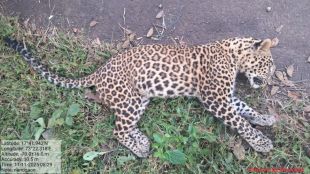 Leopard killed in midnight road accident near Nandgaon Khed Dapoli