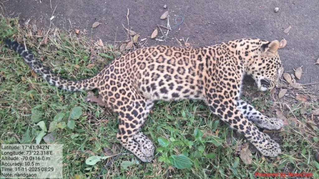 Leopard killed in midnight road accident near Nandgaon Khed Dapoli
