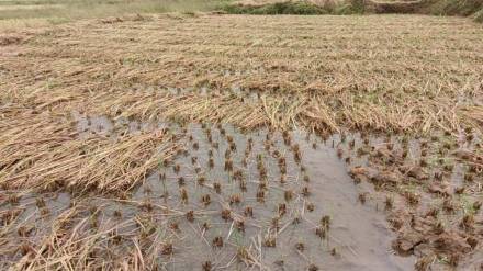 Heavy rains in Konkan cause damage to harvested rice crop Mumbai print news Heavy rains in Konkan cause damage to harvested rice crop Mumbai print news