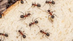 25 year Old woman ends life over fear of ants in Telangana marathi news