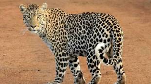 ahilyanagar leopard news
