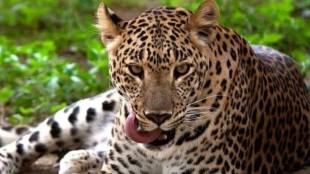 Leopard's presence creates fear among villagers in Lohshingwe village