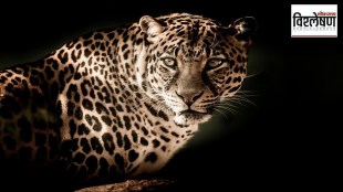 wildlife protection act sterilization, leopard birth control Maharashtra, Junner forest leopard control, human-leopard conflict solutions, wildlife population management India, leopard sterilization project,