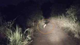 leopard footage viral