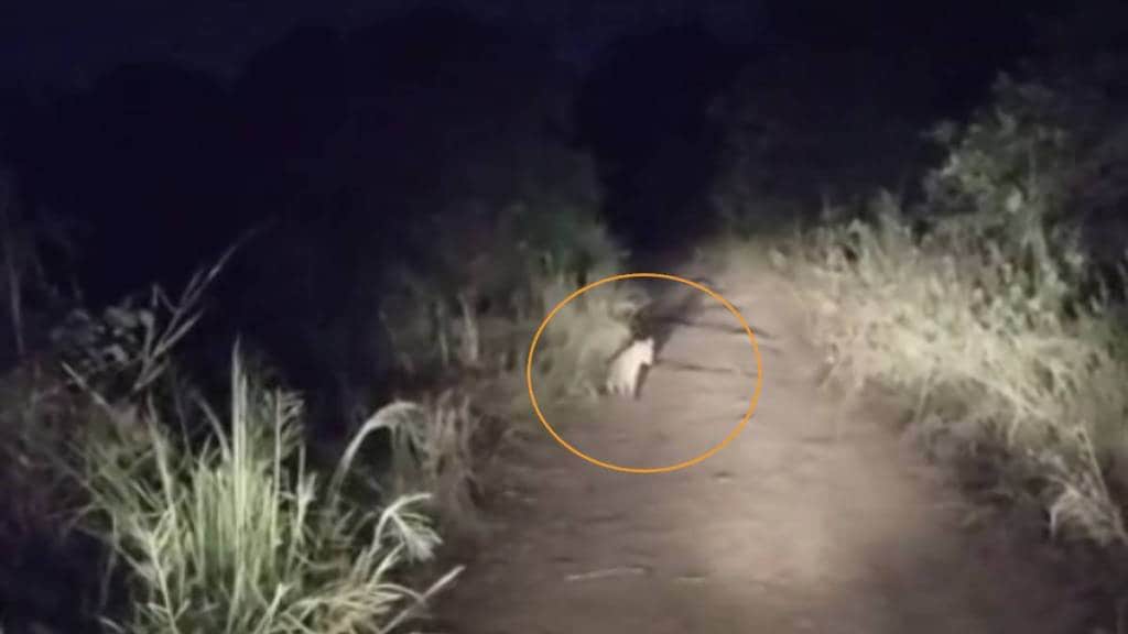 leopard footage viral leopard footage viral