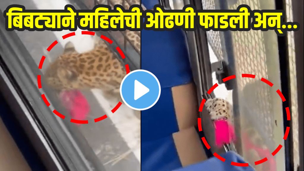 Leopard attack woman seating in safari bus in karnataka women injured in leopard attack bibtya video viral on social media