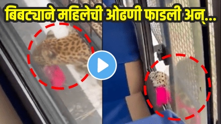 Leopard attack woman seating in safari bus in karnataka women injured in leopard attack bibtya video viral on social media Leopard attack woman seating in safari bus in karnataka women injured in leopard attack bibtya video viral on social media