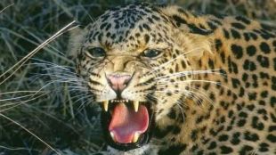 AI system drones to track leopards human-wildlife conflict pune