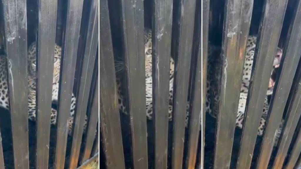 Leopard imprisoned in a forest department cage Leopard imprisoned in a forest department cage