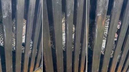 Leopard imprisoned in a forest department cage Leopard imprisoned in a forest department cage