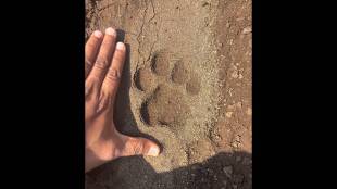 Leopard footprints found in Wanleswadi area