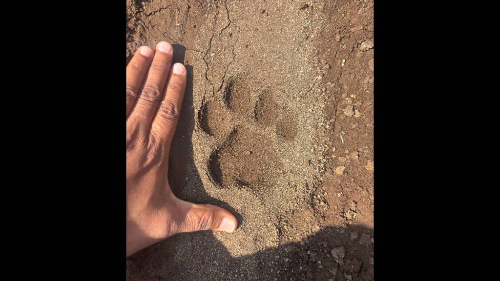 Leopard footprints found in Wanleswadi area Leopard footprints found in Wanleswadi area