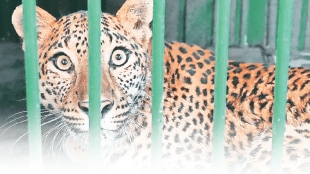 Leopard human conflict solutions, Leopard sterilization in Pune, Leopard translocation project, forest ministry Pune, Leopard safety measures Pune, AI Leopard monitoring, bamboo fencing for wildlife,