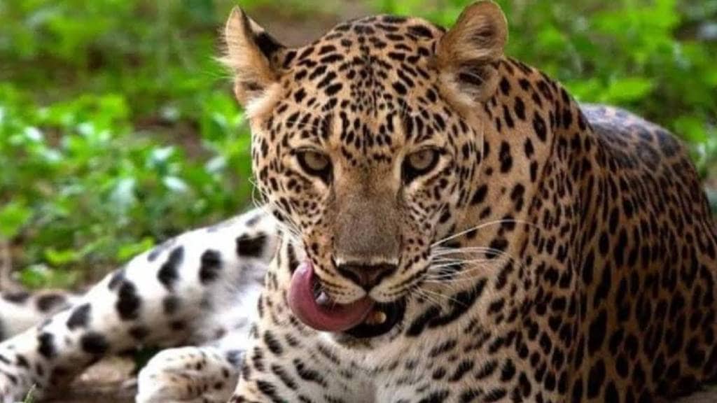 Government to supply goats and chickens to prevent leopard attack pune print news