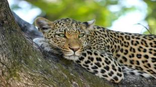 state forest department has decided to capture leopards from western Maharashtra and send them to Vantaara