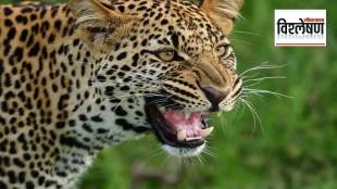 Loksatta explained Can the human and leopard conflict in western Maharashtra be resolved