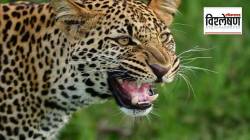 विश्लेषण: पश्चिम महाराष्ट्रातील मानव-बिबट्या संघर्ष सुटू शकेल का?