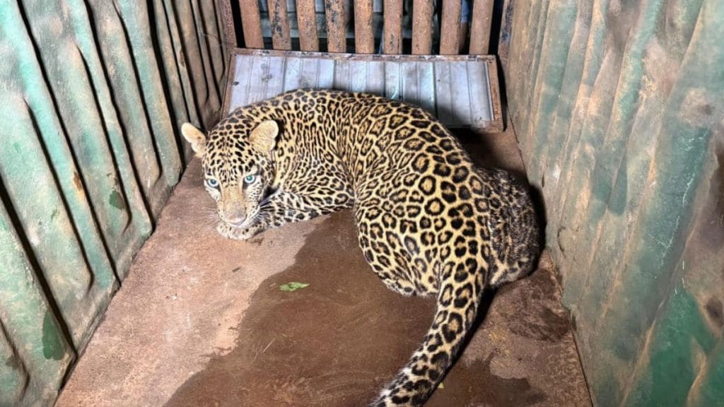 Army steps for prevent leopard attacks intensify around Nashik Road