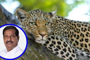 Pune leopard population growth