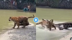 धक्कादायक ! नदीकाठी उन्हात बसला होता वाघ तेवढ्यात पाण्यातून बाहेर आली मगर अन्…..; पुढे जे घडले ते पाहून आश्चर्यचकित व्हाल, Video Viral