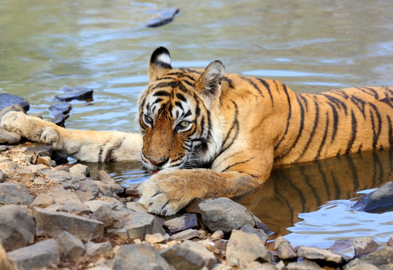 tigress ranthamborenationalpark.com