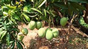 Konkan Mango Season Delayed as weather shifts Ratnagiri  farmers with heavy losses