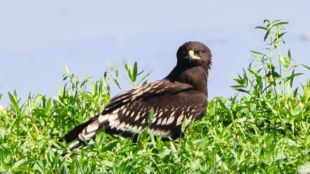 migratory bird count crosses twelve thousand nandurmadhmeshwar Ramsar sanctuary