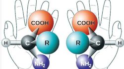 कुतूहल : प्रतिबिंबित सूक्ष्मजीव!
