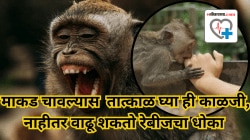 माकड चावल्यास काय कराल? तात्काळ घ्या ही काळजी, नाहीतर वाढू शकतो रेबीजचा धोका
