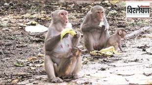monkey disturbance in Konkan