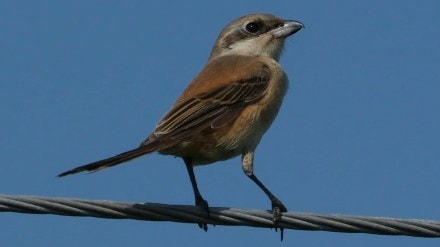 nashik brown shrike bird sighting panjarapol biodiversity park migratory wildlife nashik brown shrike bird sighting panjarapol biodiversity park migratory wildlife
