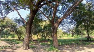 protests over proposed tree cutting in tapovan for kumbh preparations nashik news