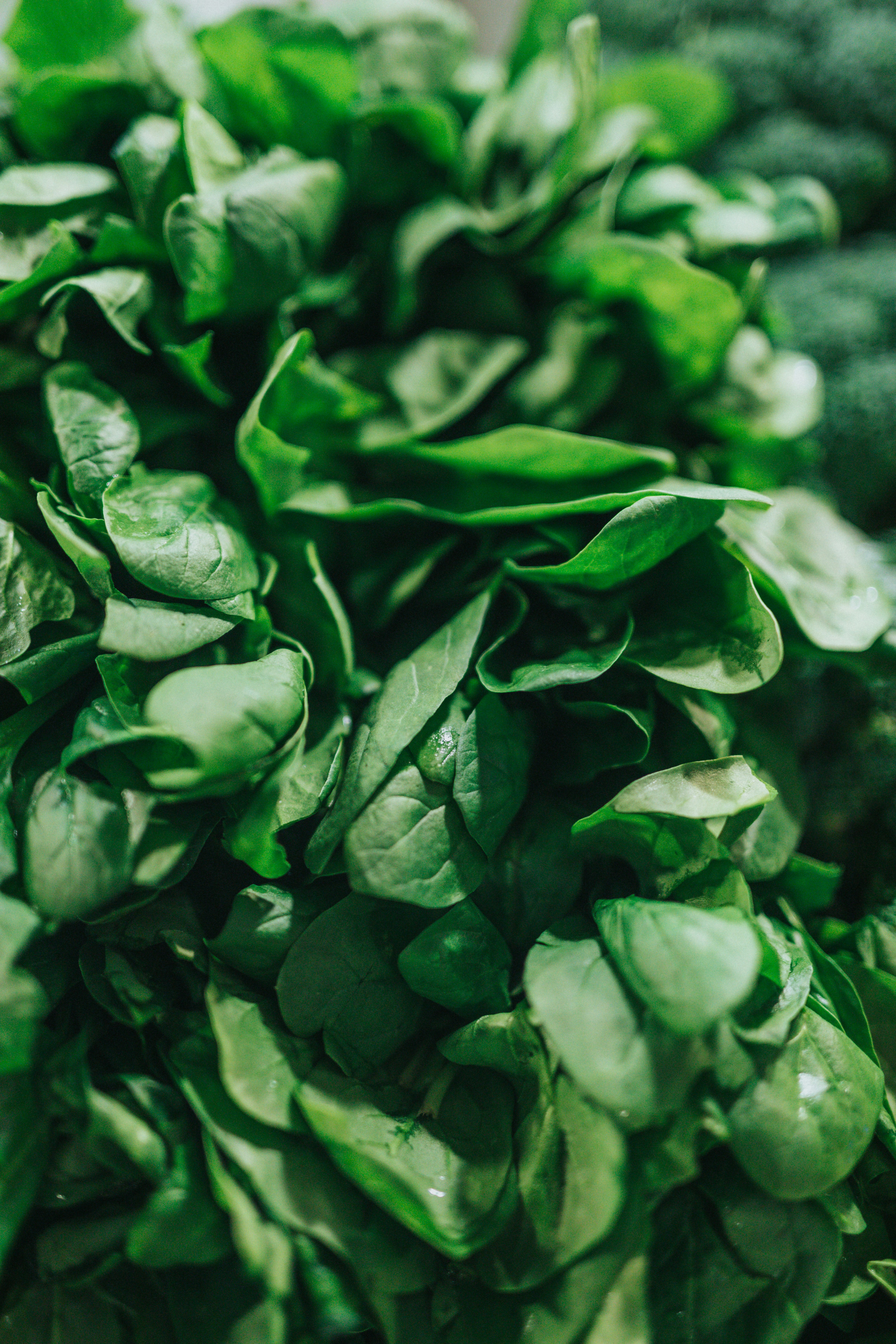 Fresh green spinach leaves that improve gut health naturally