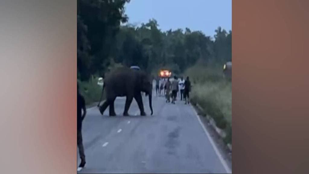 onkar elelphant onkar elelphant