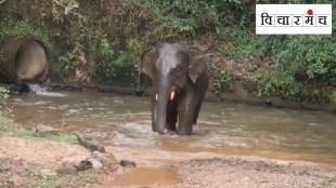 The Omkar elephant case exposed the state's lack of infrastructure for wildlife
