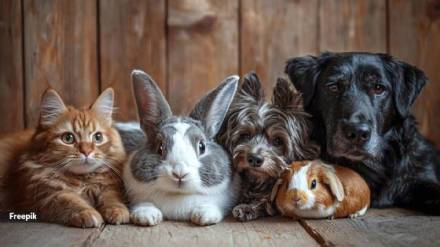 Thane now has a separate crematorium for pet cremation Thane now has a separate crematorium for pet cremation