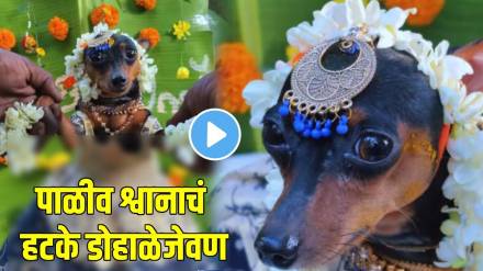 pet-dog-baby-shower-video pet-dog-baby-shower-video