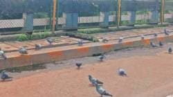कबुतरांना दाणे टाकण्यास चार ठिकाणीच परवानगी; दररोज सकाळी ७ ते ९ वाजेपर्यंत वेळमर्यादा